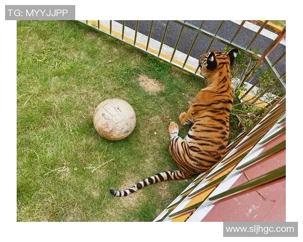 广东华南虎与上海大鲨鱼2015年精彩对决回顾与分析